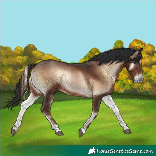 Horse Color:Liver Red Onyx 