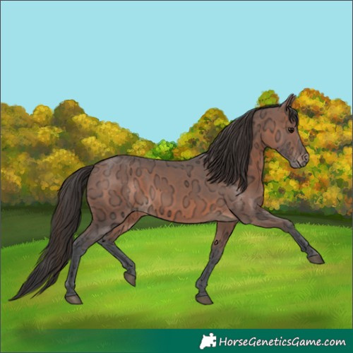 Horse Color:Bay Ice 