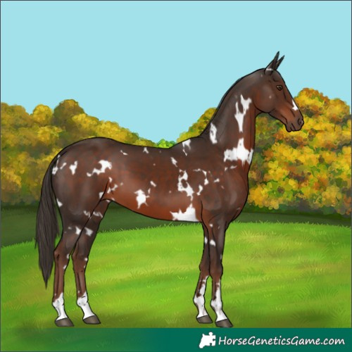 Horse Color:White Spotted Liver Chestnut 