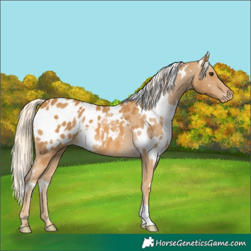 Horse Color:White Spotted Palomino Appaloosa 