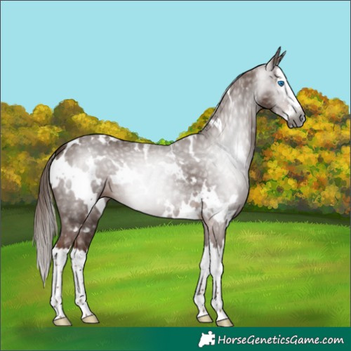 Horse Color:Gray White Spotted Chestnut Splash 