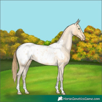 Horse Color:Amber Cream Champagne Appaloosa 