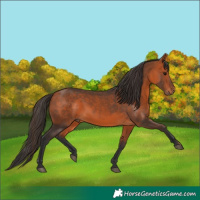 Horse Color:Bay 