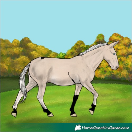 Horse Color:Void Cremello Tobiano 