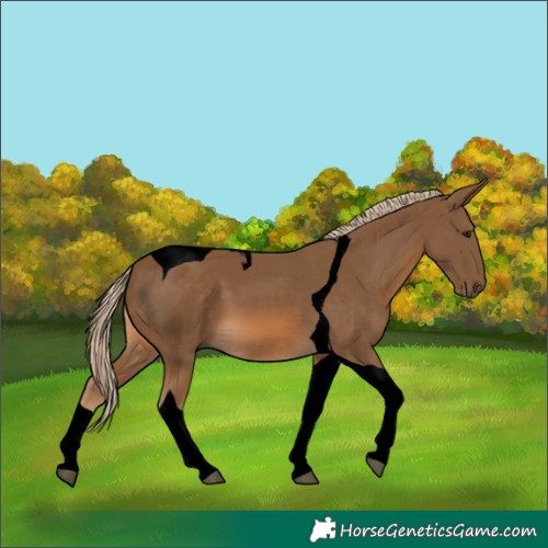 Horse Color:Void Chocolate Palomino Tobiano 