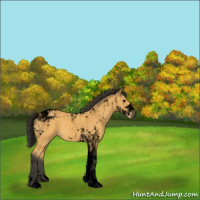 Horse Color:Void Buckskin Tobiano 