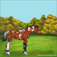 Horse Color:Gray White Spotted Bay 