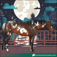 Horse Color:Gray White Spotted Bay 