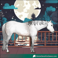 Horse Color:Gray White Spotted Bay 