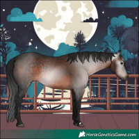 Horse Color:Gray Brown 