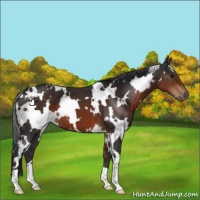 Horse Color:White Spotted Brown 