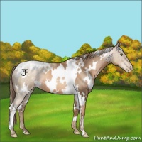 Horse Color:White Spotted Liver Chestnut Pearl