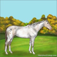 Horse Color:White Spotted Brown Pearl