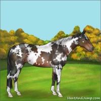Horse Color:White Spotted Brown
