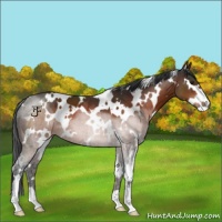 Horse Color:White Spotted Brown