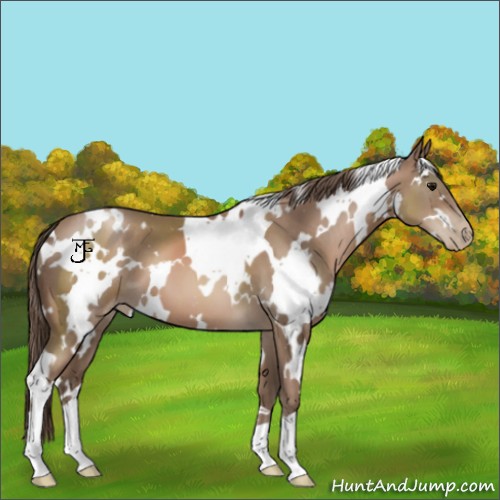 Horse Color:White Spotted Black Pearl 
