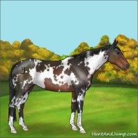 Horse Color:White Spotted Brown 