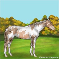 Horse Color:White Spotted Liver Chestnut Pearl 