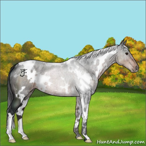 Horse Color:White Spotted Brown 