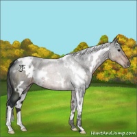 Horse Color:White Spotted Brown 