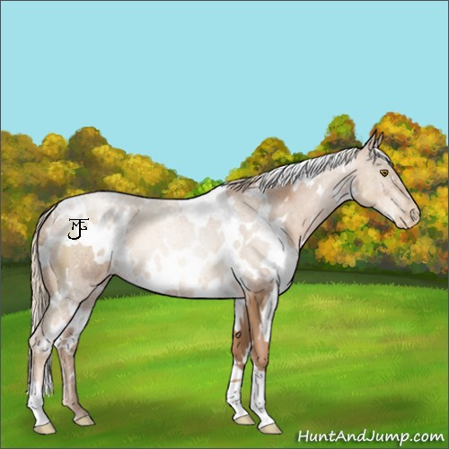 Horse Color:White Spotted Liver Chestnut Pearl 