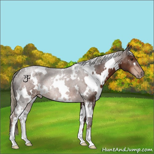 Horse Color:White Spotted Liver Chestnut 