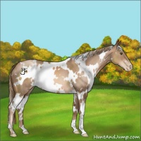 Horse Color:White Spotted Liver Chestnut Pearl 