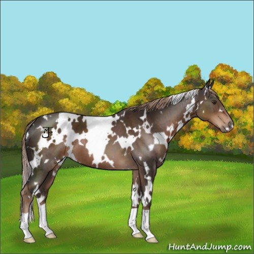Horse Color:White Spotted Liver Chestnut 