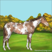 Horse Color:White Spotted Brown Pearl