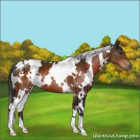 Horse Color:White Spotted Brown 