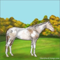 Horse Color:White Spotted Liver Chestnut Pearl 