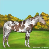 Horse Color:White Spotted Liver Chestnut 