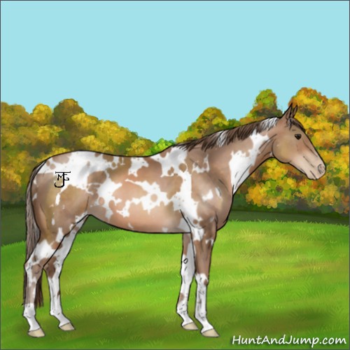 Horse Color:White Spotted Brown Pearl 