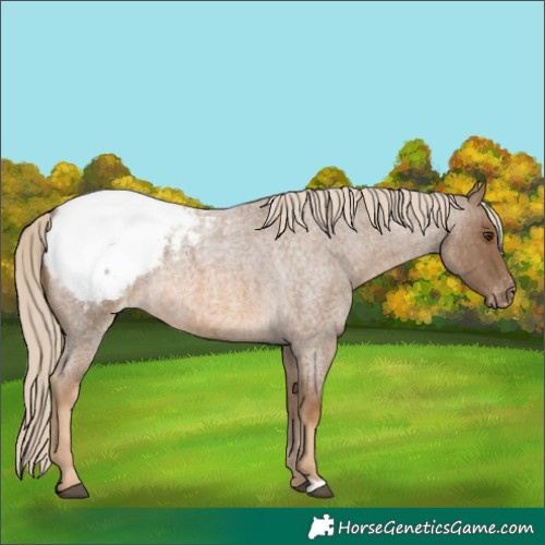 Horse Color:Chocolate Palomino Roan Appaloosa