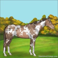 Horse Color:White Spotted Black Pearl
