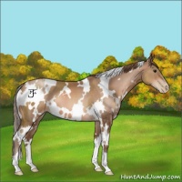 Horse Color:White Spotted Brown Pearl