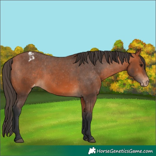 Horse Color:Bay Appaloosa 