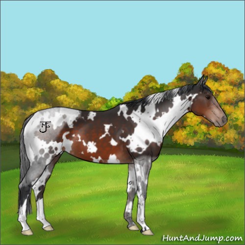 Horse Color:White Spotted Brown 