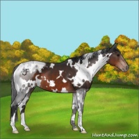 Horse Color:White Spotted Brown 