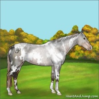 Horse Color:White Spotted Liver Chestnut