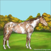 Horse Color:White Spotted Brown Pearl Rabicano 