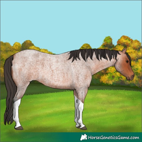 Horse Color:Bay Roan Tobiano 