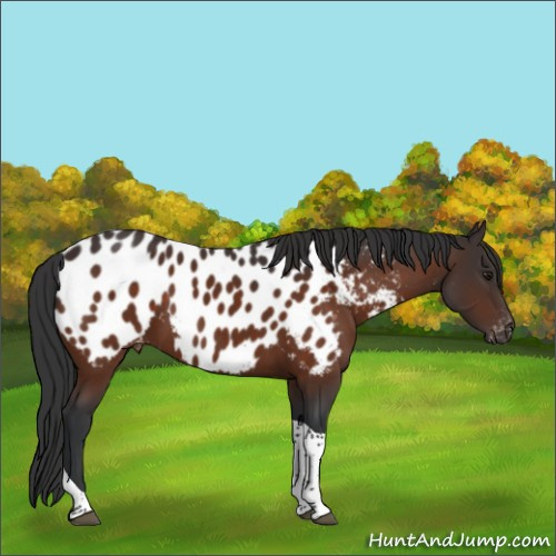 Horse Color:Brown Tobiano Appaloosa Rabicano 