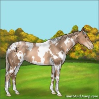 Horse Color:White Spotted Liver Chestnut Pearl