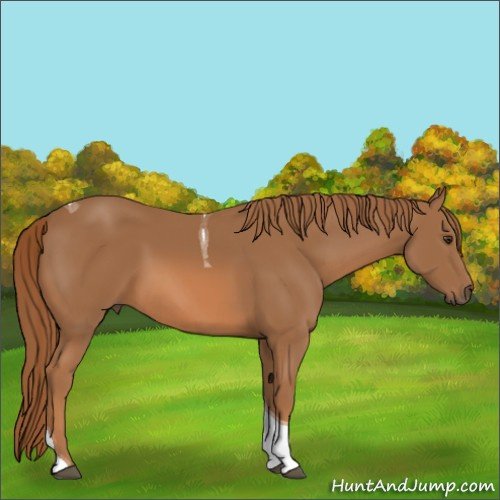 Horse Color:Chestnut Tobiano 