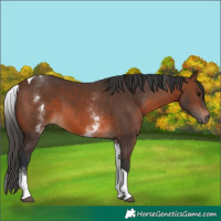 Horse Color:White Spotted Brown Tobiano