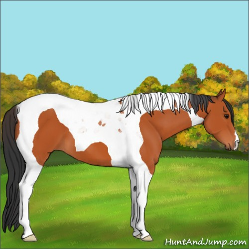 Horse Color:Bay Tobiano 