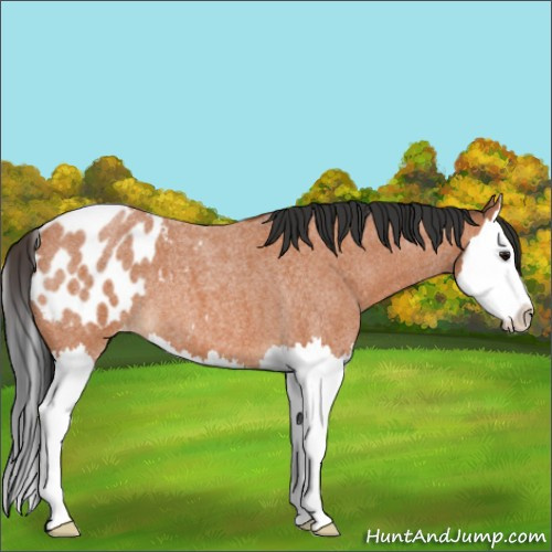 Horse Color:Bay Roan Splash Appaloosa
