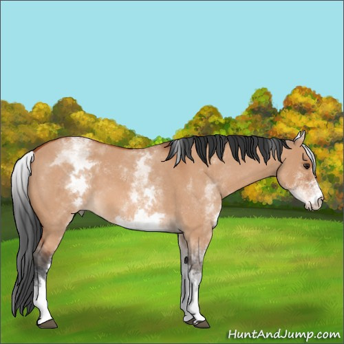 Horse Color:White Spotted Brown Roan Dun