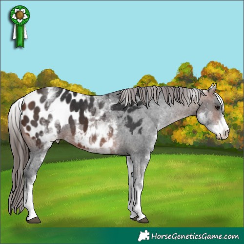 Horse Color:White Spotted Bay Appaloosa